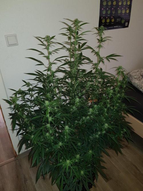 Pineapple Express Auto - Breeder Test. Week 11