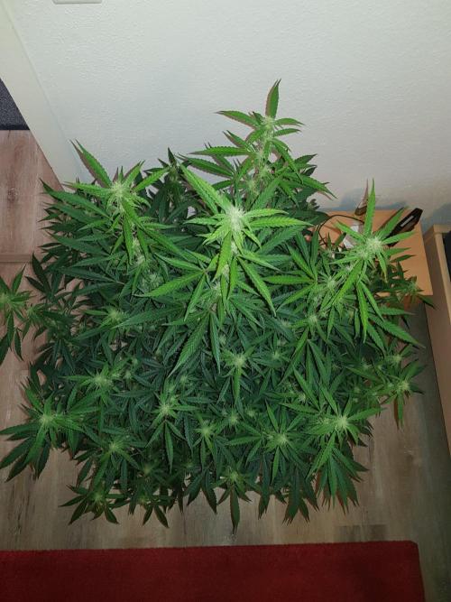 Pineapple Express Auto - Breeder Test. Week 11