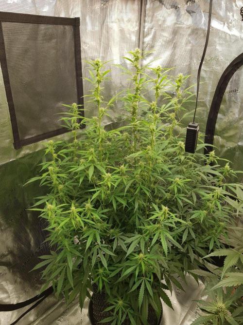 Pineapple Express Auto - Breeder Test. Week 11 - Tag 76 Seed Supplier