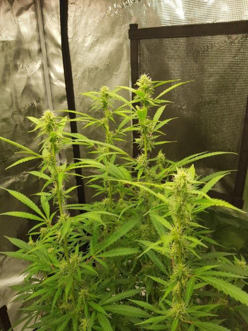 Pineapple Express Auto - Breeder Test. Week 12 - 78 Tag Seed Supplier