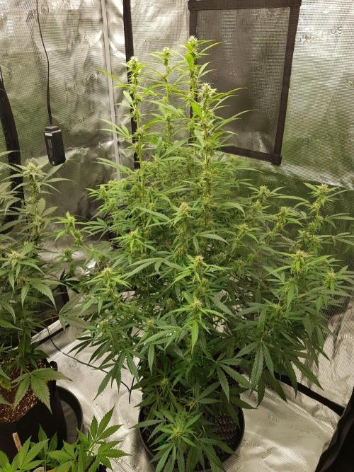 Pineapple Express Auto - Breeder Test. Week 12 - 78 Tag Seed Supplier