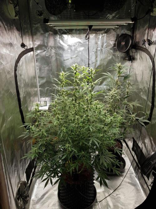 Pineapple Express Auto - Breeder Test. Week 12 - 79 Tag Seed Supplier