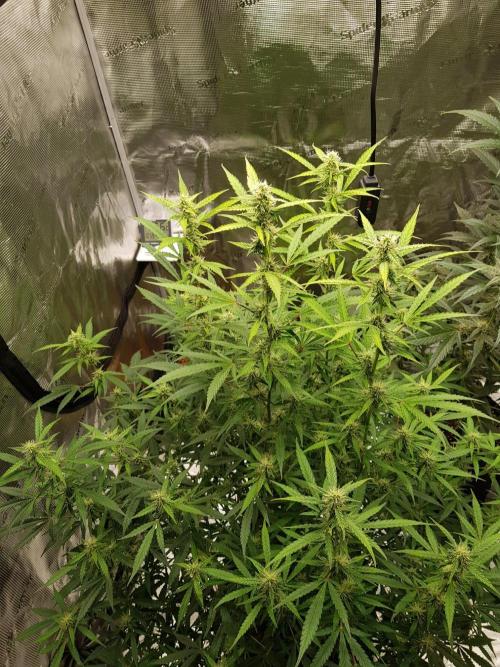 Pineapple Express Auto - Breeder Test. Week 12 - 79 Tag Seed Supplier