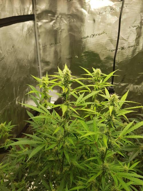Pineapple Express Auto - Breeder Test. Week 12 - 79 Tag Seed Supplier