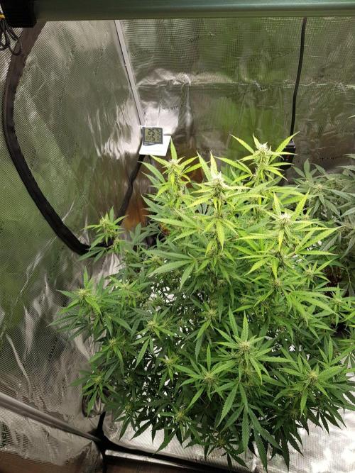 Pineapple Express Auto - Breeder Test. Week 12 - 79 Tag Seed Supplier