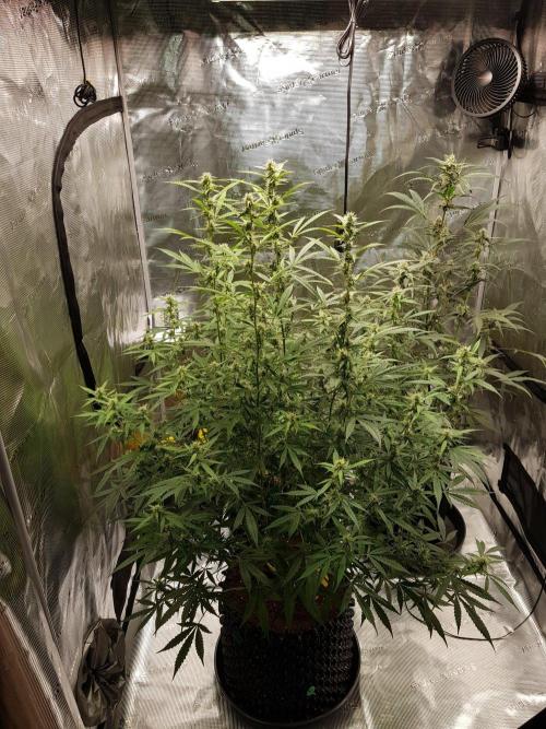 Pineapple Express Auto - Breeder Test. Week 12 - 79 Tag Seed Supplier