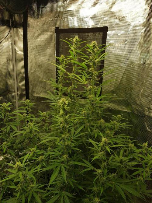 Pineapple Express Auto - Breeder Test. Week 12 - 80 Tag Seed Supplier