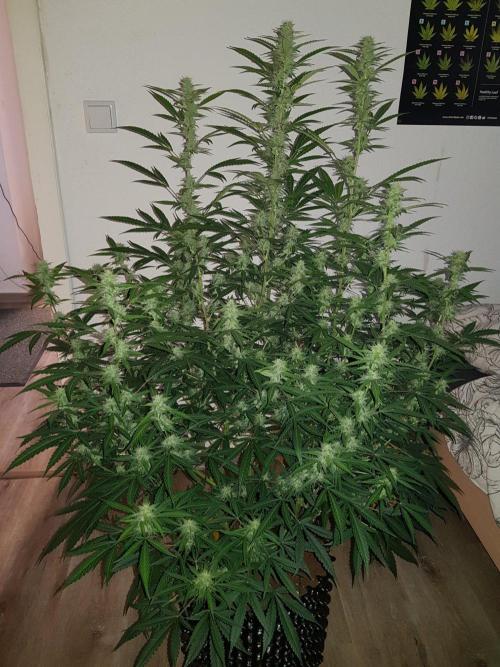 Pineapple Express Auto - Breeder Test. Week 12 - 83 Tag Seed Supplier