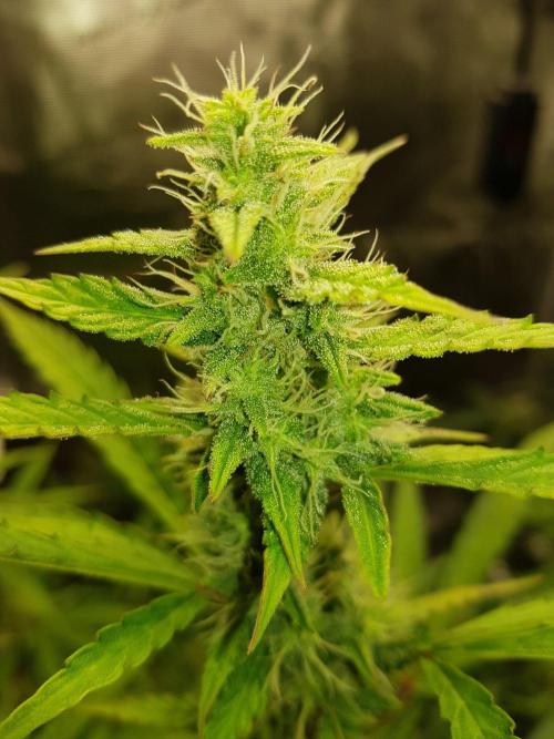 Pineapple Express Auto - Breeder Test. Week 12 - 84 Tag Seed Supplier