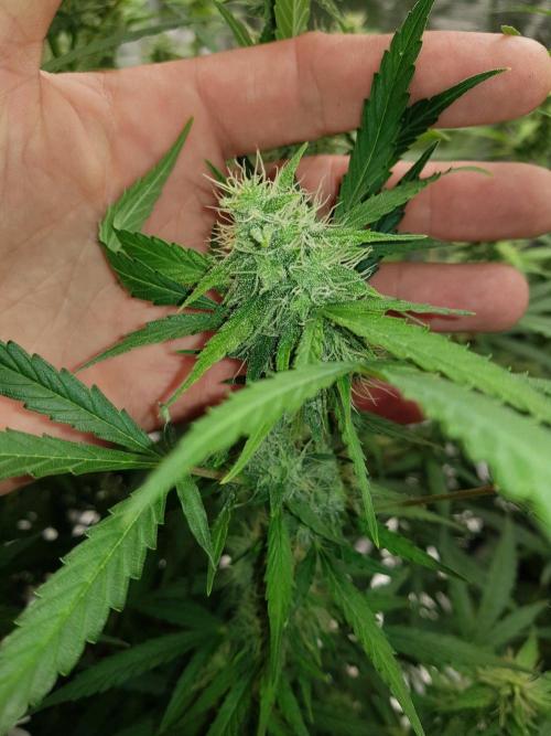 Pineapple Express Auto - Breeder Test. Week 12 - 84 Tag Seed Supplier