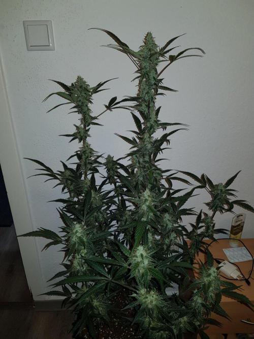 Pineapple Express Auto - Breeder Test. Week 12