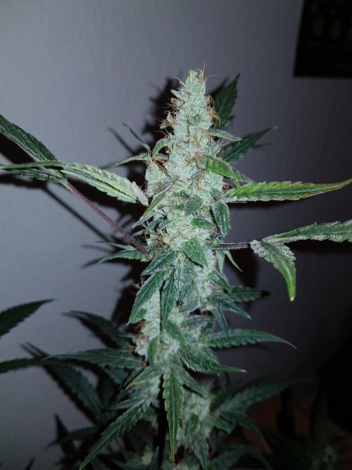 Pineapple Express Auto - Breeder Test. Week 12