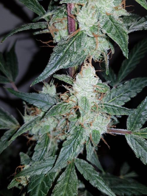 Pineapple Express Auto - Breeder Test. Week 12