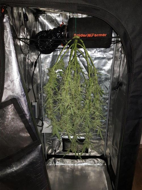 Pineapple Express Auto - Breeder Test. Week 12