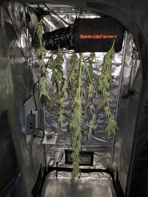 Pineapple Express Auto - Breeder Test. Week 12