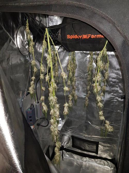 Pineapple Express Auto - Breeder Test. Week 12