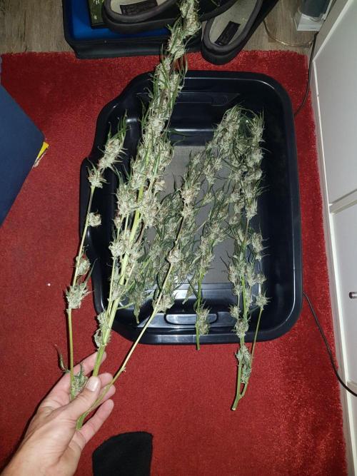 Pineapple Express Auto - Breeder Test. Week 12