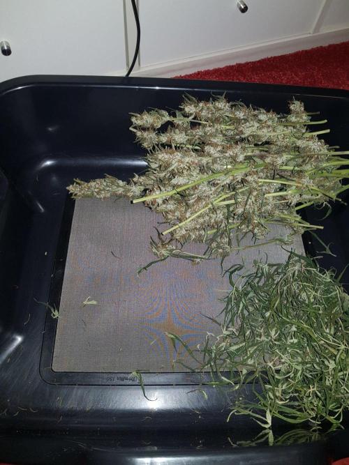 Pineapple Express Auto - Breeder Test. Week 12
