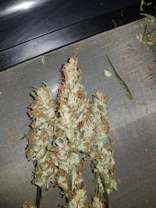 Pineapple Express Auto - Breeder Test. Week 12