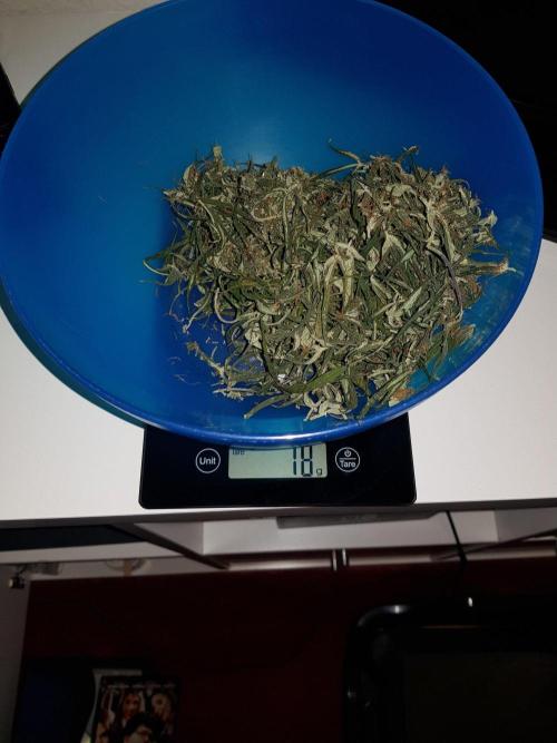 Pineapple Express Auto - Breeder Test. Week 12