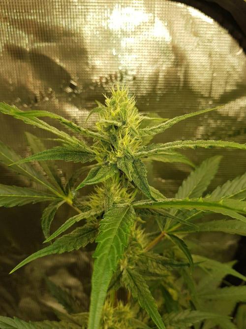 G-Nana Auto by Good Genetix. Week 8 - 50 Tag 