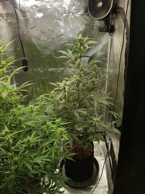 G-Nana Auto by Good Genetix. Week 8 - 51 Tag