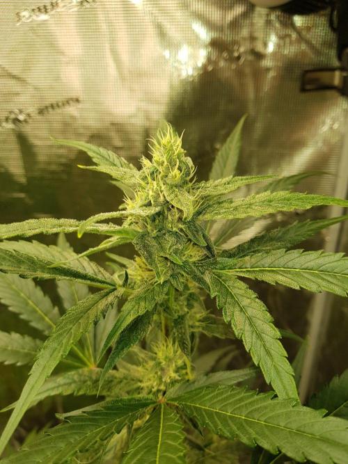 G-Nana Auto by Good Genetix. Week 8 - 51 Tag
