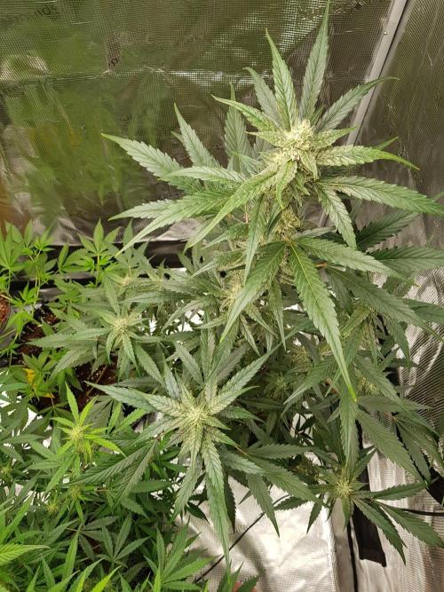 G-Nana Auto by Good Genetix. Week 8 - 51 Tag