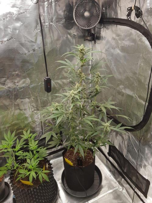G-Nana Auto by Good Genetix. Week 8 - 51 Tag