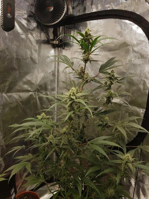 G-Nana Auto by Good Genetix. Week 8 - 55 Tag