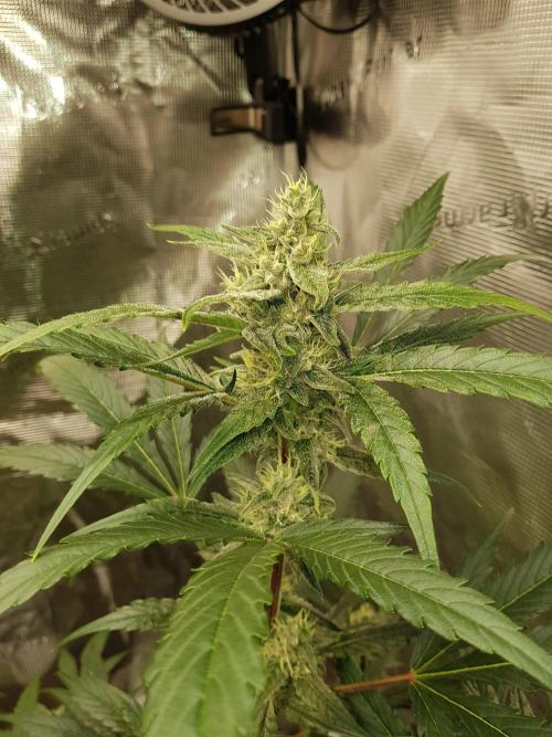 G-Nana Auto by Good Genetix. Week 8 - 55 Tag