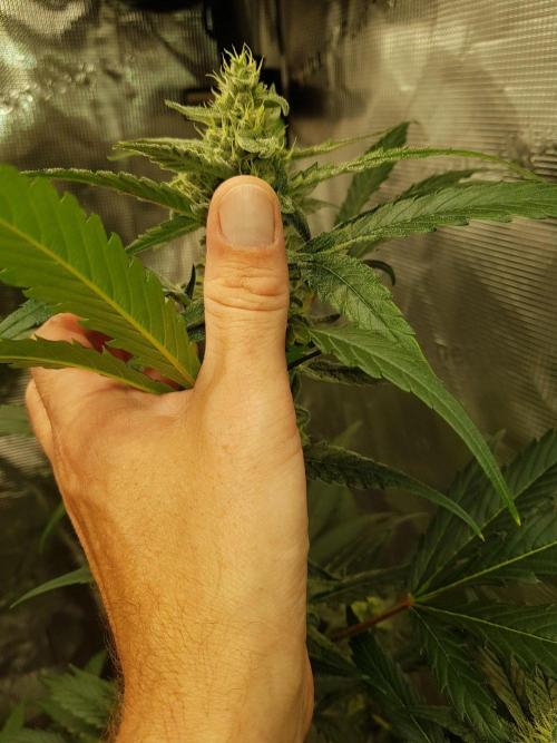 G-Nana Auto by Good Genetix. Week 8 - 55 Tag