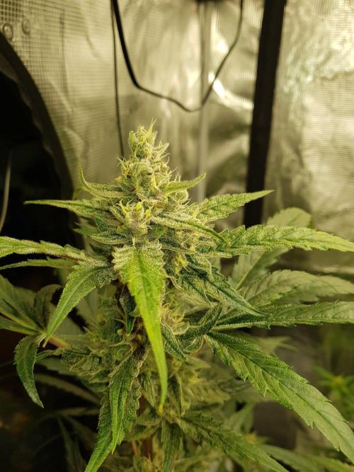G-Nana Auto by Good Genetix. Week 9 - 59 Tag