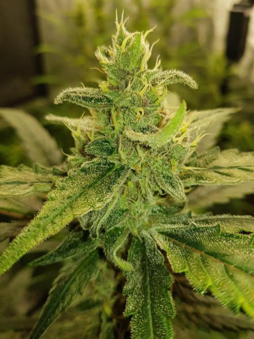 G-Nana Auto by Good Genetix. Week 9 - 59 Tag