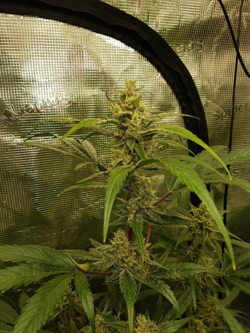 G-Nana Auto by Good Genetix. Week 9 - 59 Tag