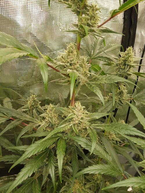 G-Nana Auto by Good Genetix. Week 9 - 59 Tag