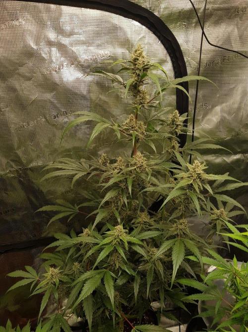 G-Nana Auto by Good Genetix. Week 9 - 59 Tag