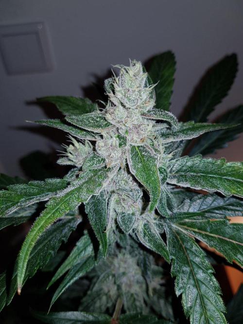 G-Nana Auto by Good Genetix. Week 9 - 60 Tag