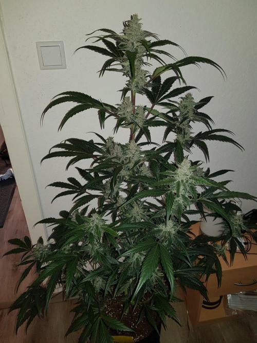 G-Nana Auto by Good Genetix. Week 9 - 60 Tag