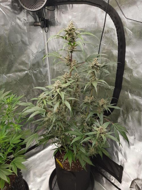 G-Nana Auto by Good Genetix. Week 9 - 63 Tag