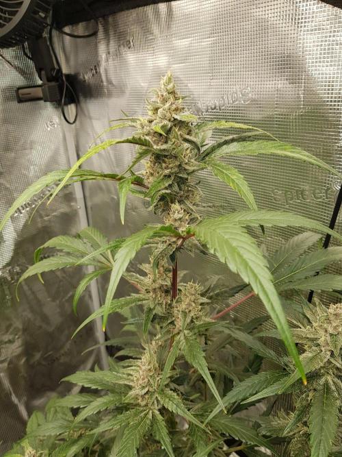 G-Nana Auto by Good Genetix. Week 9 - 63 Tag