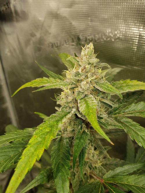 G-Nana Auto by Good Genetix. Week 9 - 63 Tag
