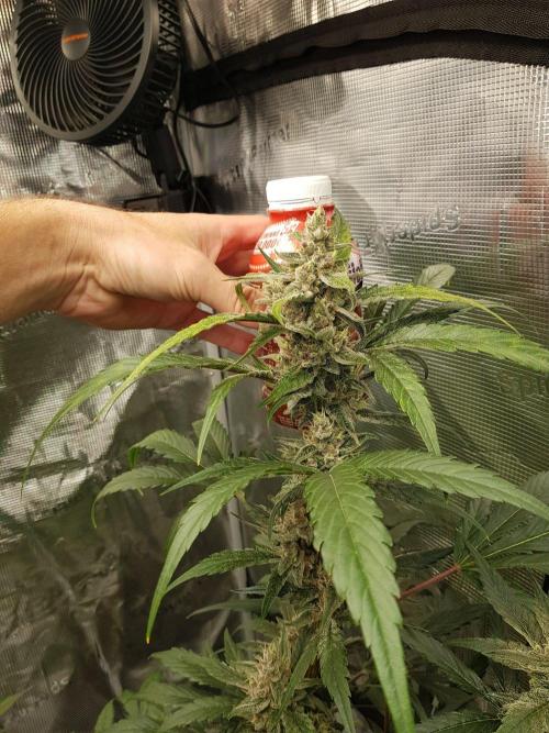 G-Nana Auto by Good Genetix. Week 9 - 63 Tag
