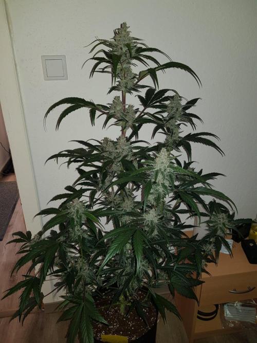 G-Nana Auto by Good Genetix. Week 9 - 63 Tag