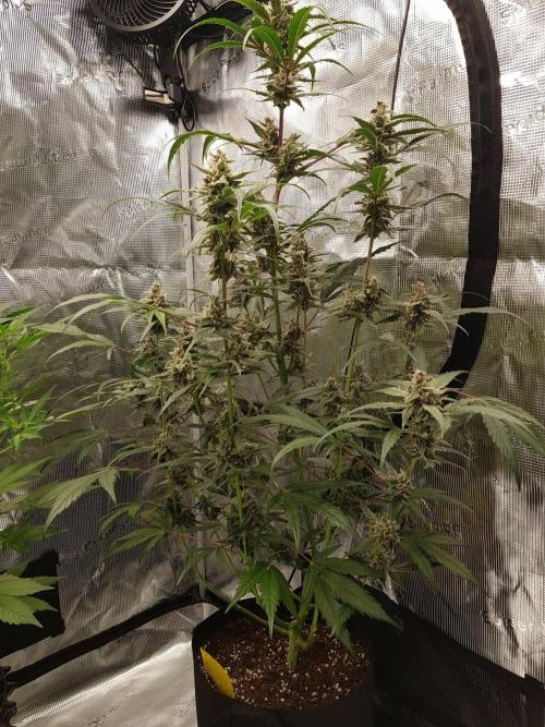G-Nana Auto by Good Genetix. Week 9 - 63 Tag
