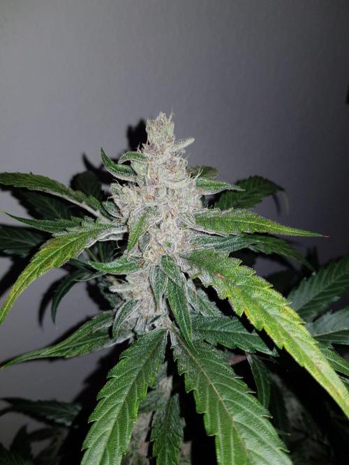 G-Nana Auto by Good Genetix. Week 9 - 63 Tag