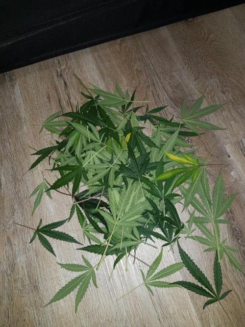 Pineapple Express Auto - Breeder Test. Week 13 - 88 Tag