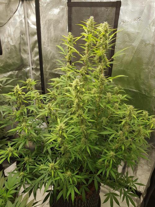 Pineapple Express Auto - Breeder Test. Week 13 - 88 Tag