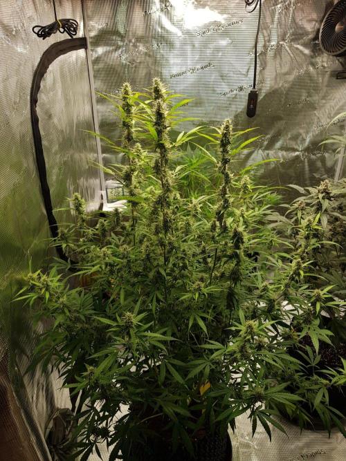 Pineapple Express Auto - Breeder Test. Week 13 - 91 Tag