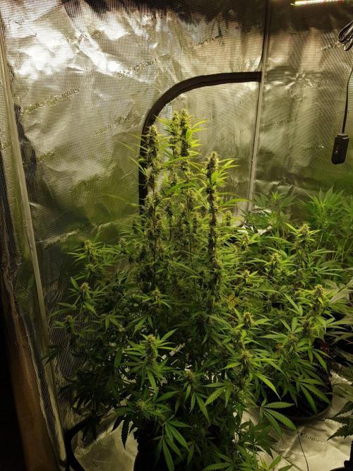 Pineapple Express Auto - Breeder Test. Week 13 - 91 Tag